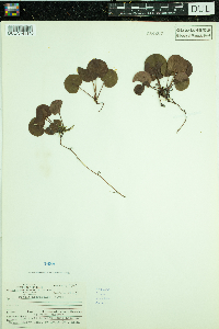 Pyrola asarifolia image