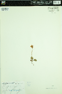 Moneses uniflora image