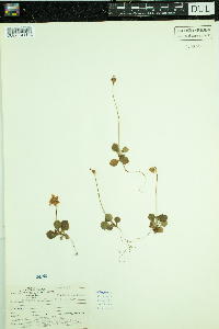 Moneses uniflora image