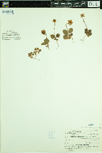 Moneses uniflora image