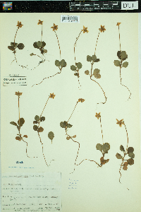 Moneses uniflora image