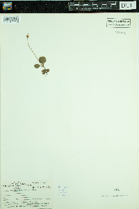 Moneses uniflora image