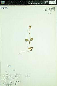 Moneses uniflora image