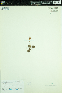 Moneses uniflora image