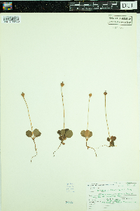 Moneses uniflora image