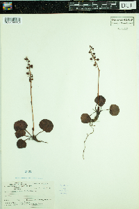Pyrola asarifolia image