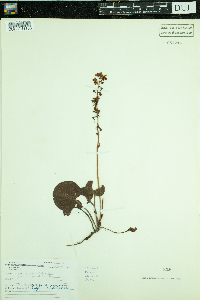 Pyrola asarifolia image