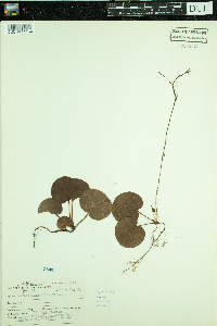 Pyrola asarifolia image