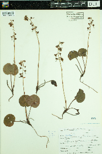 Pyrola asarifolia image