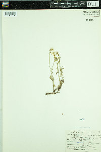 Erigeron strigosus var. septentrionalis image