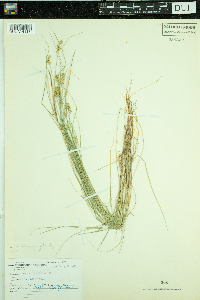 Carex interior image