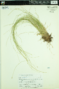 Carex leptalea image