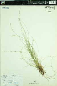Carex leptalea image