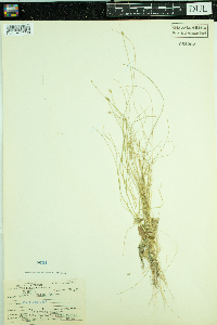 Carex leptalea image
