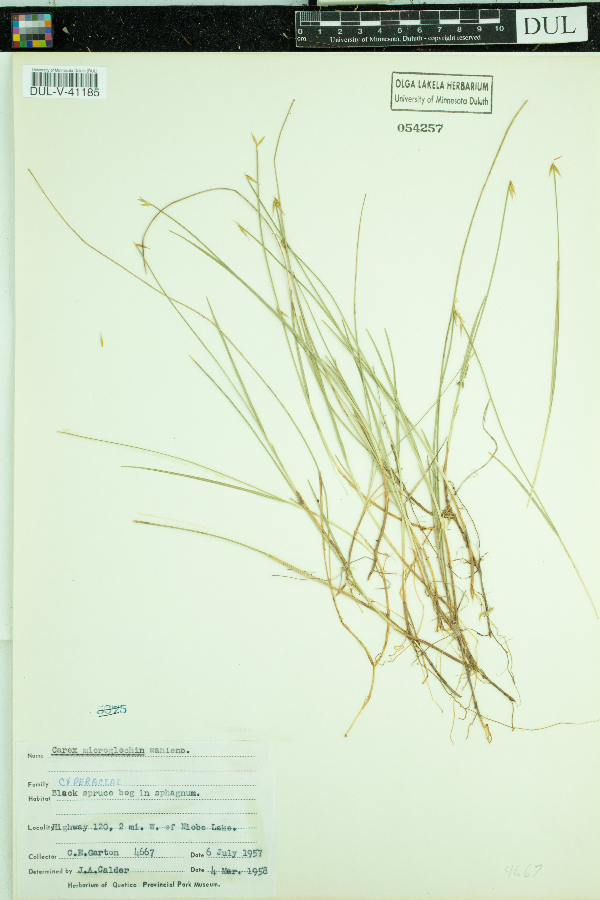 Carex microglochin image