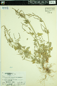 Atriplex prostrata image