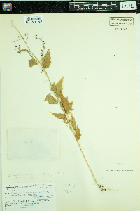 Chenopodium simplex image