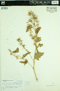 Chenopodium simplex image