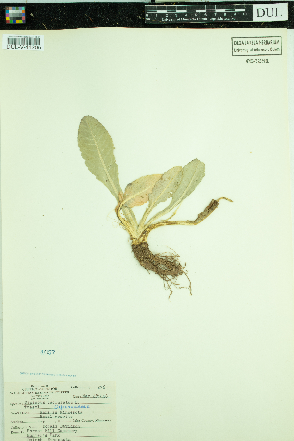 Dipsacus laciniatus image