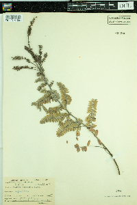 Amorpha canescens image