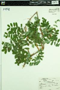 Caragana arborescens image