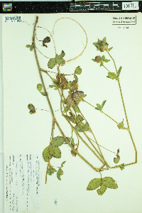 Trifolium pratense image