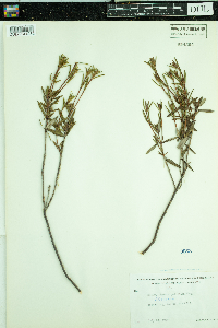 Kalmia polifolia image