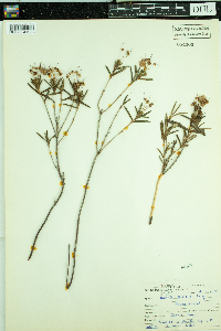 Kalmia polifolia image