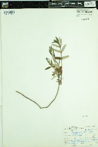 Kalmia polifolia image