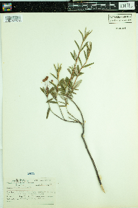 Kalmia polifolia image