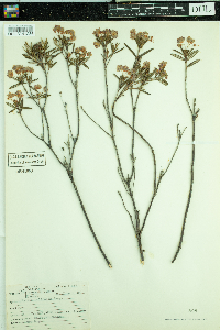 Kalmia polifolia image