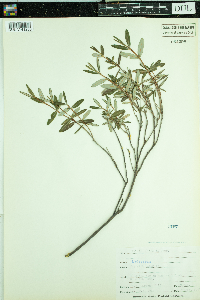 Kalmia polifolia image