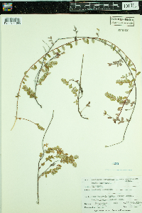 Vaccinium oxycoccos image