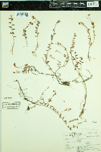 Vaccinium oxycoccos image