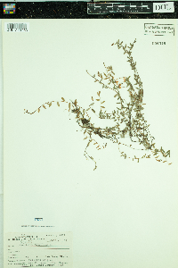 Vaccinium oxycoccos image
