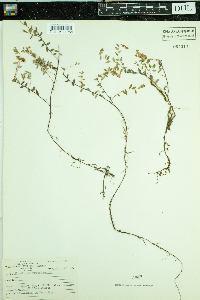 Vaccinium oxycoccos image