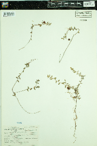 Vaccinium oxycoccos image