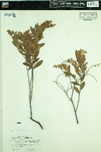 Chamaedaphne calyculata image