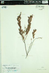 Chamaedaphne calyculata image