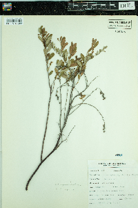 Chamaedaphne calyculata image
