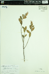 thumbnail image of current specimen