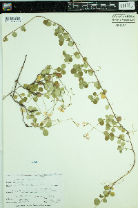 Linnaea borealis subsp. americana image