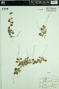 Thumbnail image of current specimen