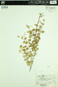 Linnaea borealis subsp. americana image
