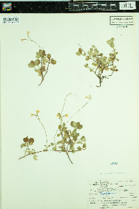 Thumbnail image of current specimen