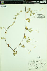 Thumbnail image of current specimen