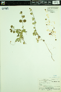 Linnaea borealis image