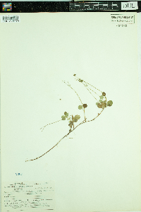 Linnaea borealis subsp. americana image