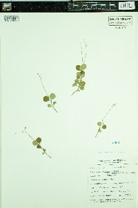 Linnaea borealis subsp. americana image