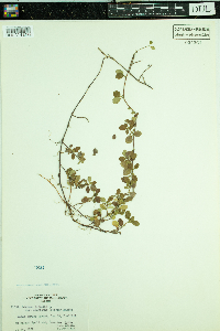 Thumbnail image of current specimen